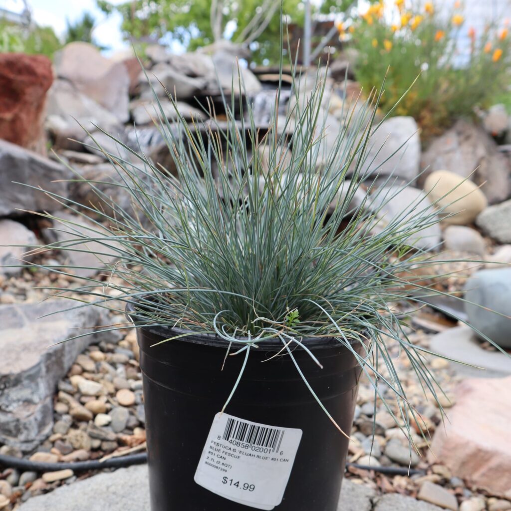 Elijah Blue Fescue Festuca Glauca Elijah Blue Rail City Garden Center Elijah Blue Fescue Festuca Glauca Elijah Blue Rail City Garden Center