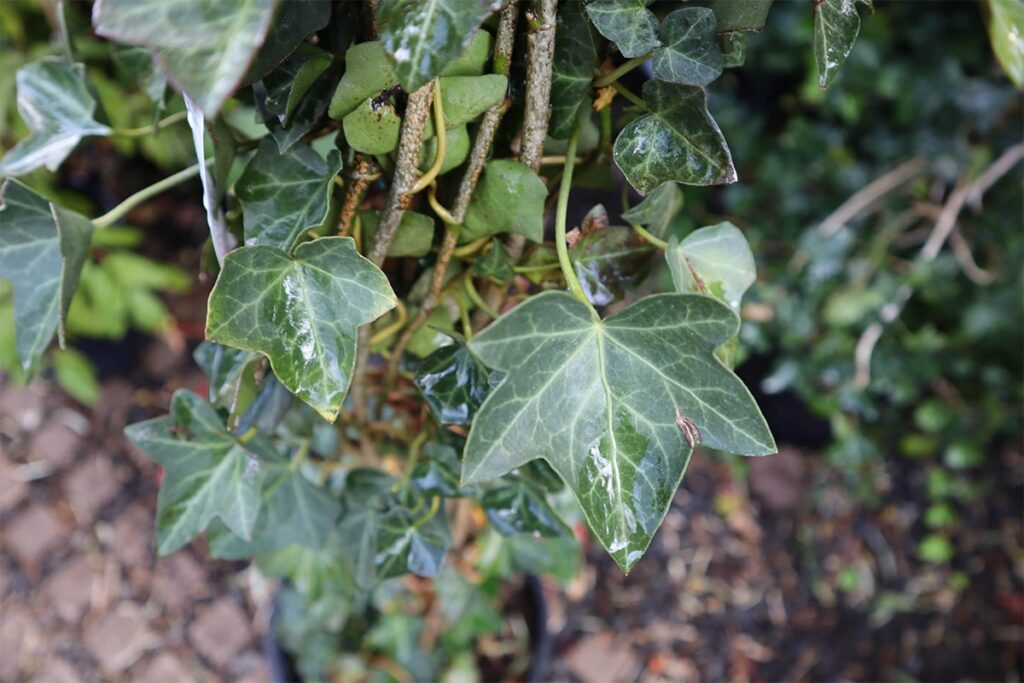 Thorndale (Hedera helix ‘Thorndale’) - Rail City Garden Center