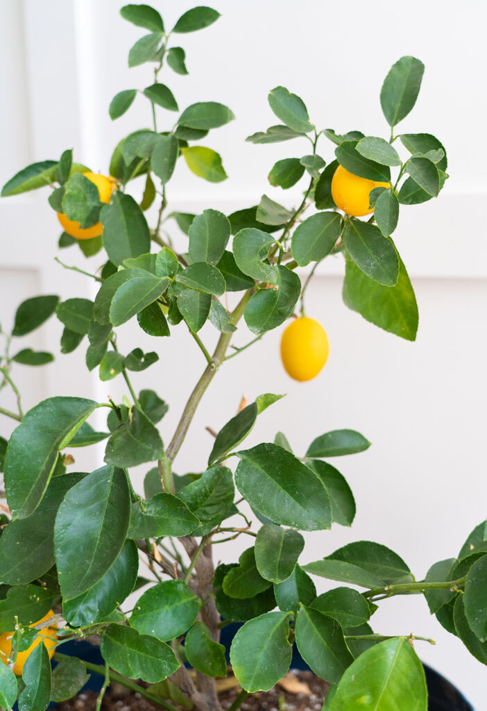 Citrus x ‘Meyeri’ and Citrus x 'Eureka'/ Lemon Meyer and Eureka - Rail ...