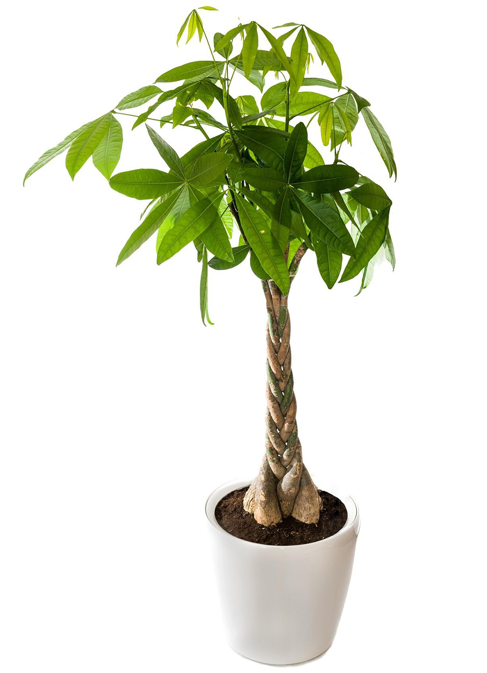 Pachira Aquatica Money Tree Pachira Aquatica Money Tree